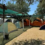 Camping Olive Trees مكان تخييم *