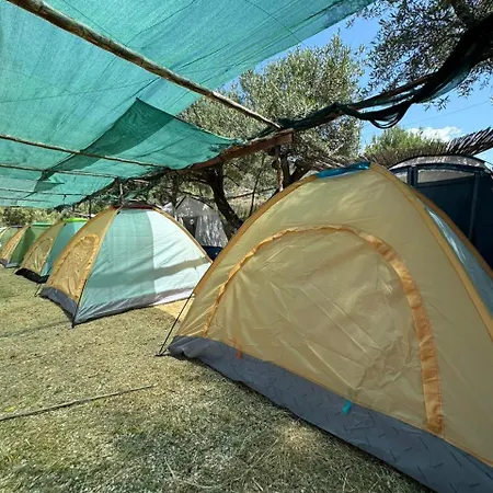Campsite Camping Olive Trees