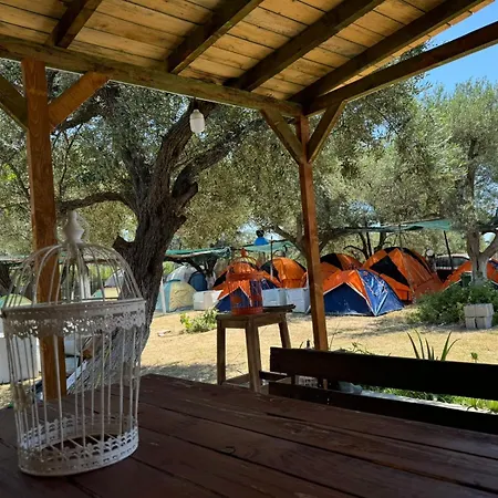 Camping Olive Trees *