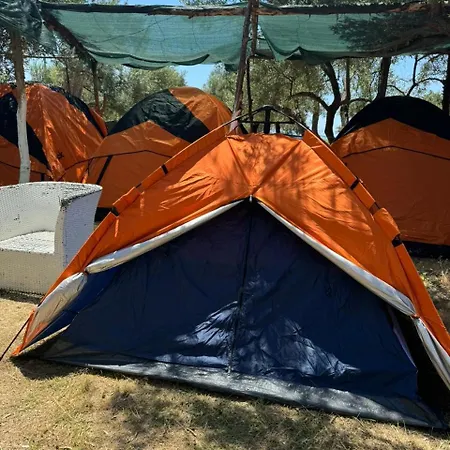 Camping Olive Trees Camping