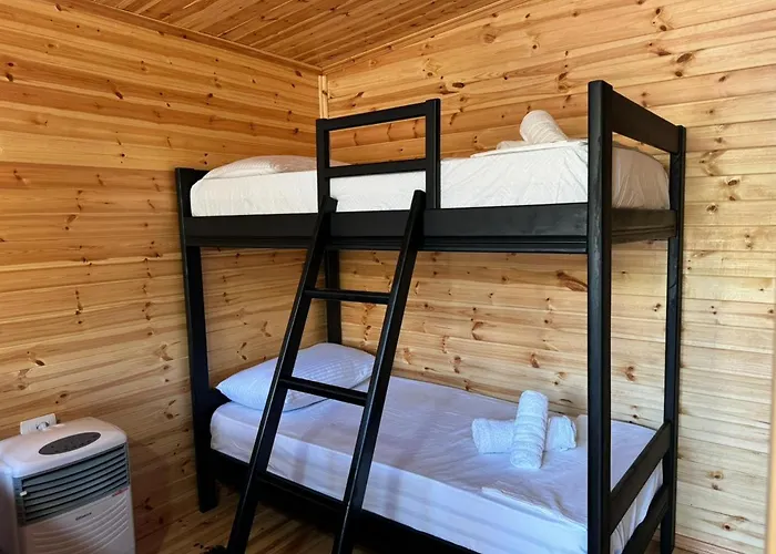 Camping Olive Trees *